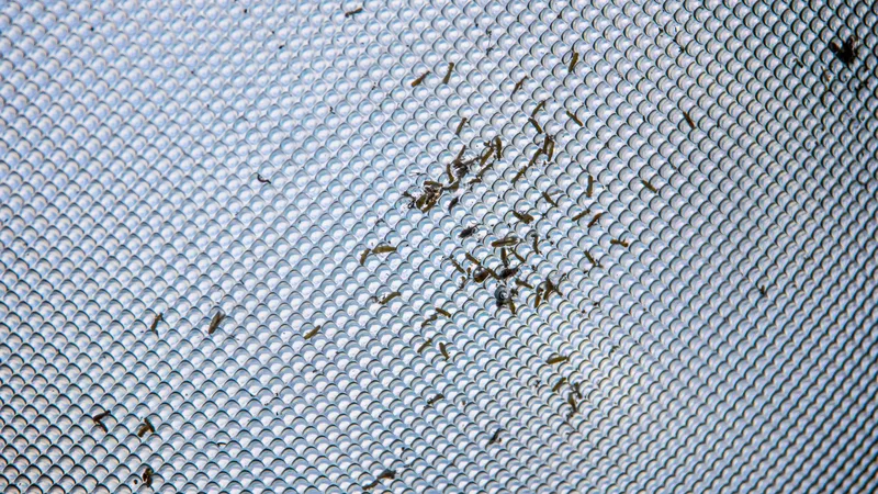 Tipos de mosquiteras para ventanas y puertas - Mosquiteras en Málaga: tipos, instalación y precios 2026